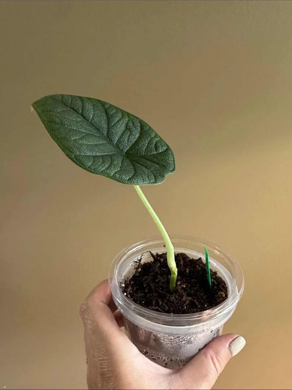 Alocasia Melo